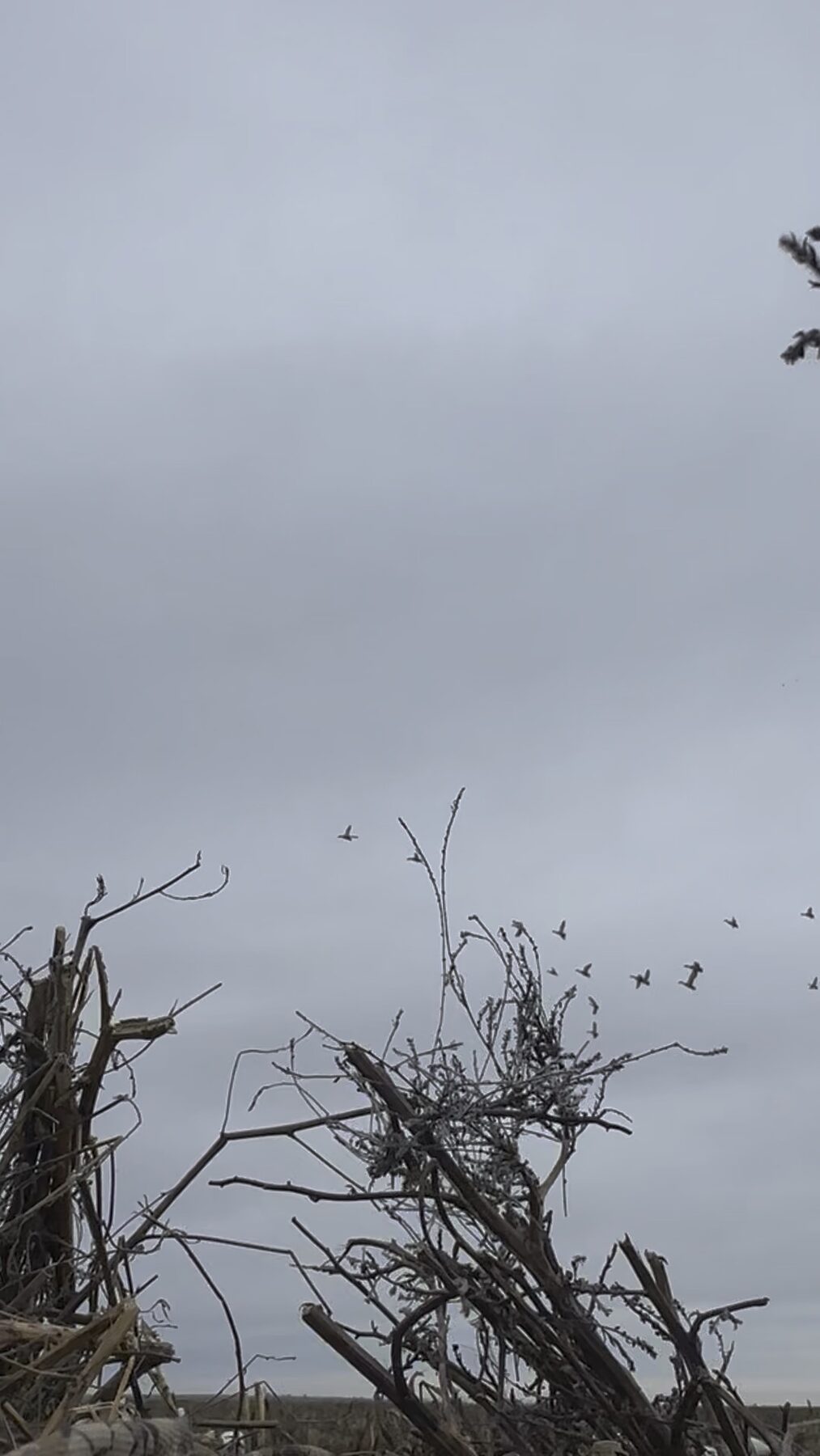 Flock of waterfowl passing overhead on an overcast morning