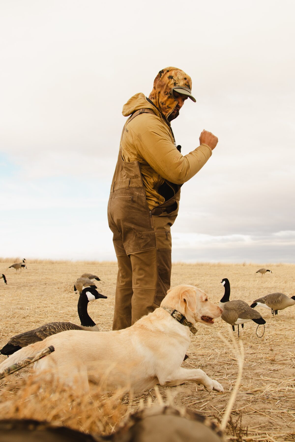 Guide calling geese with retriever at his side, decoy spread around