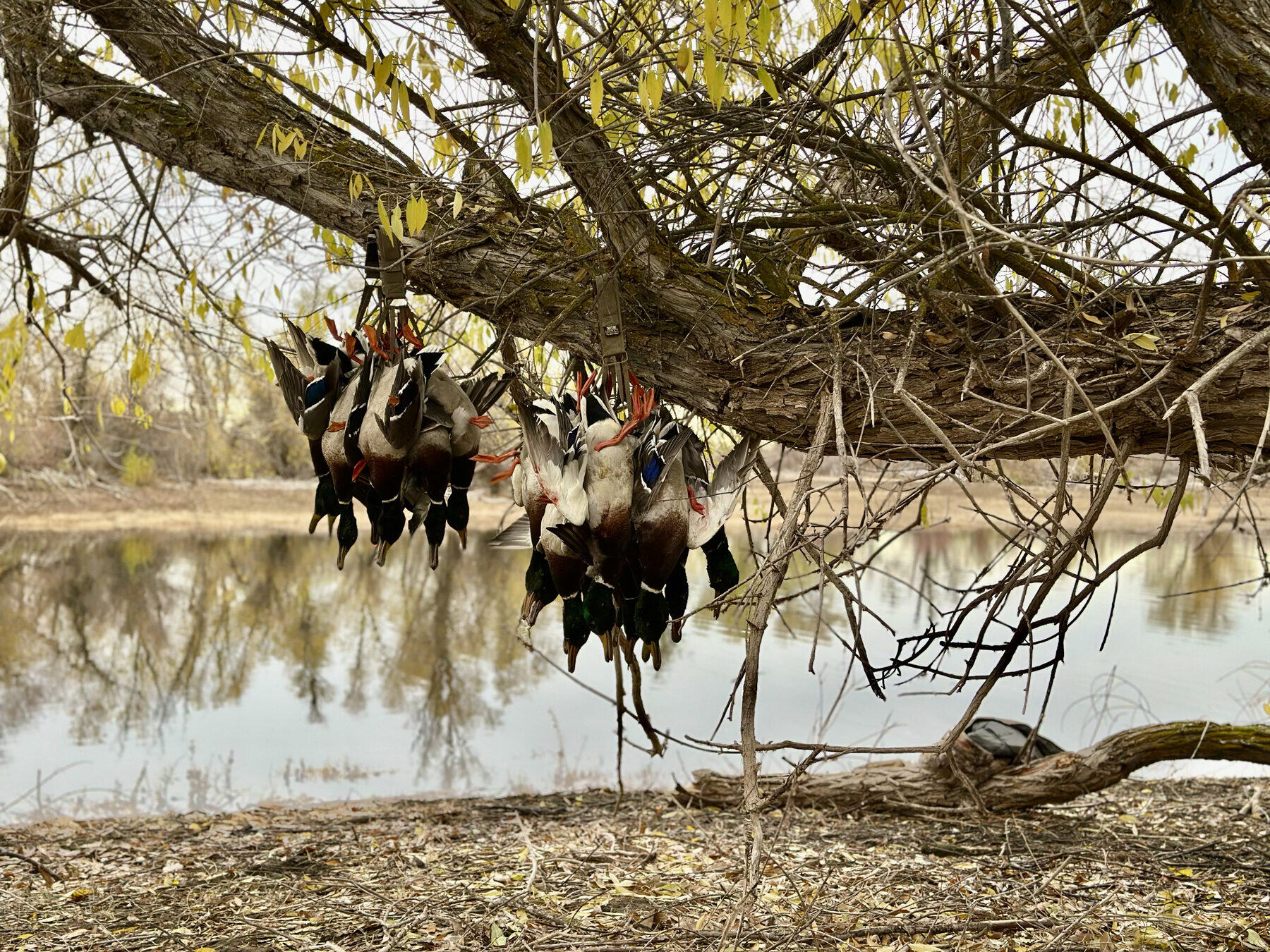 Mallards hung on a branch over a pond, Treasure Valley
