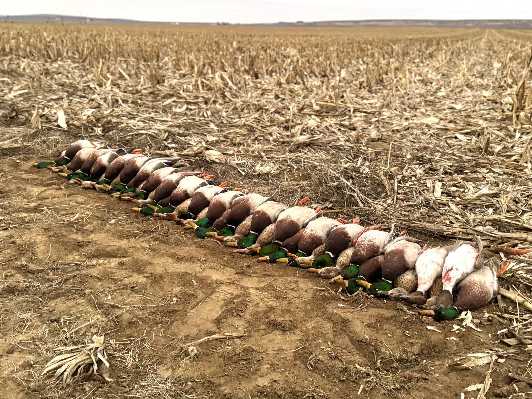 Full limit of mallards laid out in a harvested cornfield