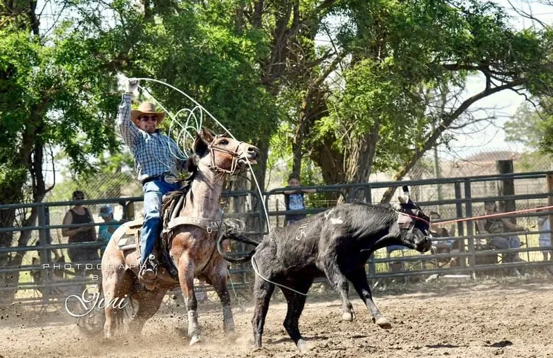 Young Phoenix roping a calf from horseback