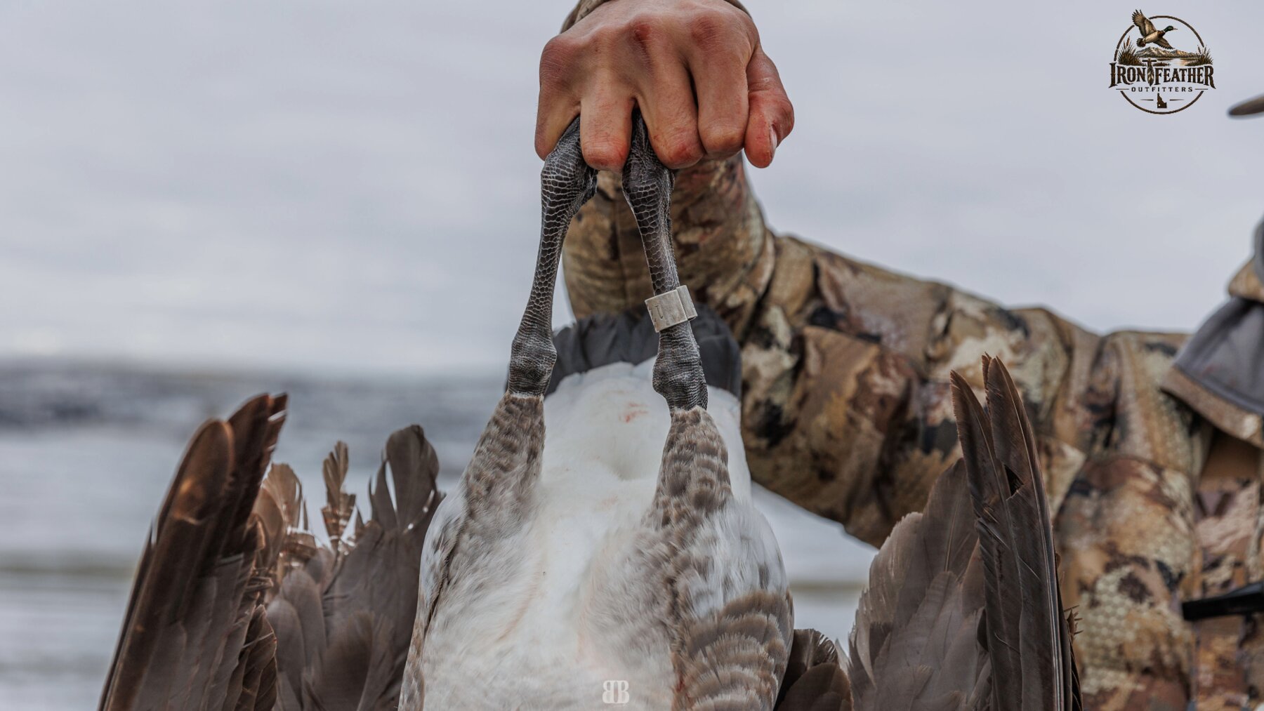 Snow geese harvested in a muddy field with live flock behind