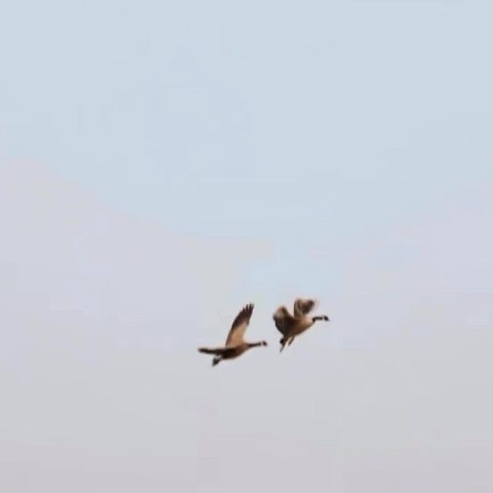 Two Canada geese in flight against a plain sky